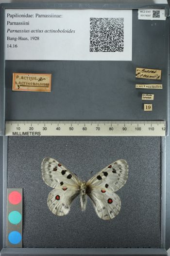 Media type: image;   Entomology 174597